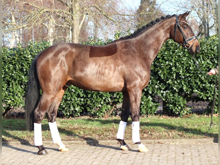 Hannover Castrone 5 Anni 170 cm Baio in Selsingen