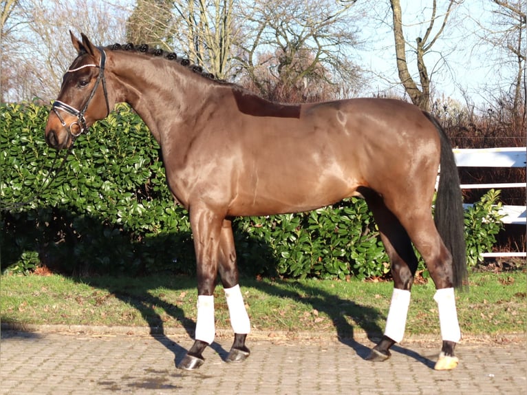 Hannover Castrone 5 Anni 170 cm Baio in Selsingen