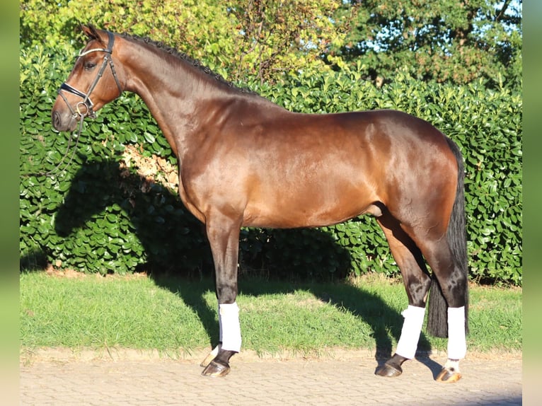 Hannover Castrone 5 Anni 170 cm Baio in Selsingen