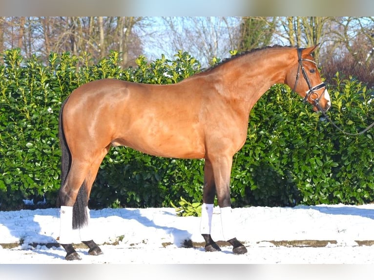 Hannover Castrone 5 Anni 170 cm Baio in Selsingen