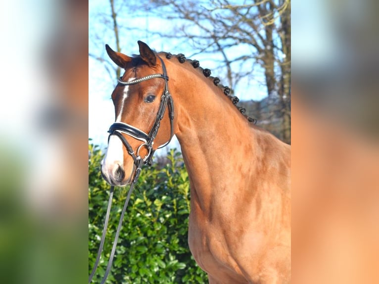 Hannover Castrone 5 Anni 170 cm Baio in Selsingen