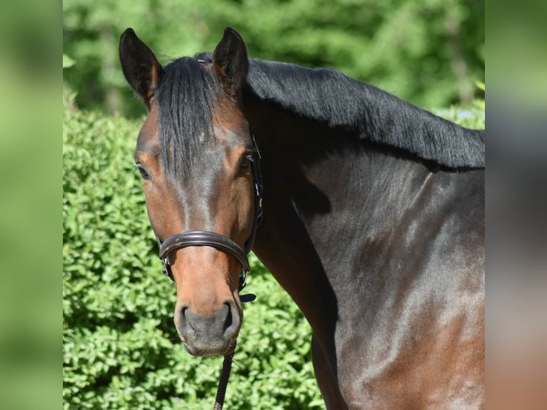 Hannover Castrone 5 Anni 170 cm Baio in Düsseldorf