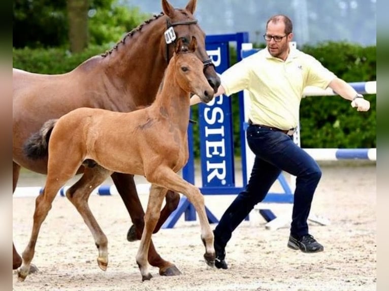 Hannover Castrone 5 Anni 170 cm Baio in Rosenthal