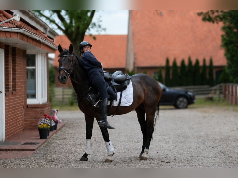 Hannover Castrone 5 Anni 170 cm Baio scuro in Fürstenau