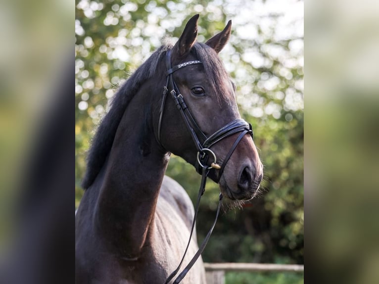 Hannover Castrone 5 Anni 170 cm Baio scuro in Fürstenau