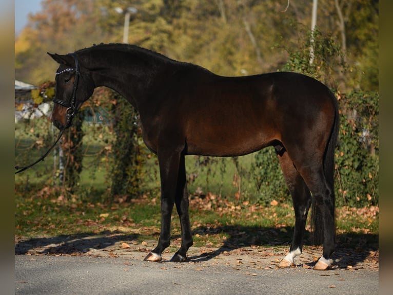 Hannover Castrone 5 Anni 170 cm Baio scuro in Königsdorf