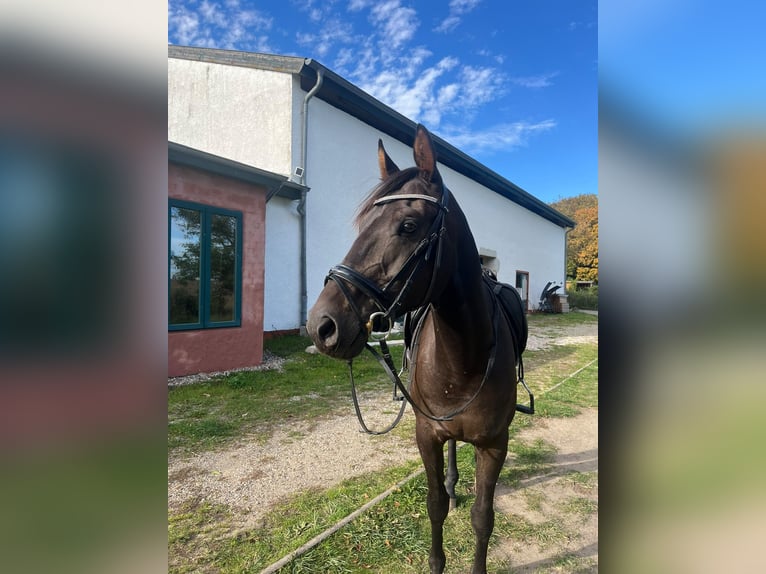Hannover Castrone 5 Anni 170 cm Baio scuro in Neu Gaarz