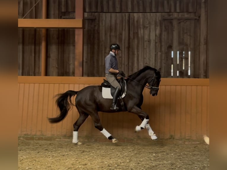 Hannover Castrone 5 Anni 170 cm Baio scuro in Vechta