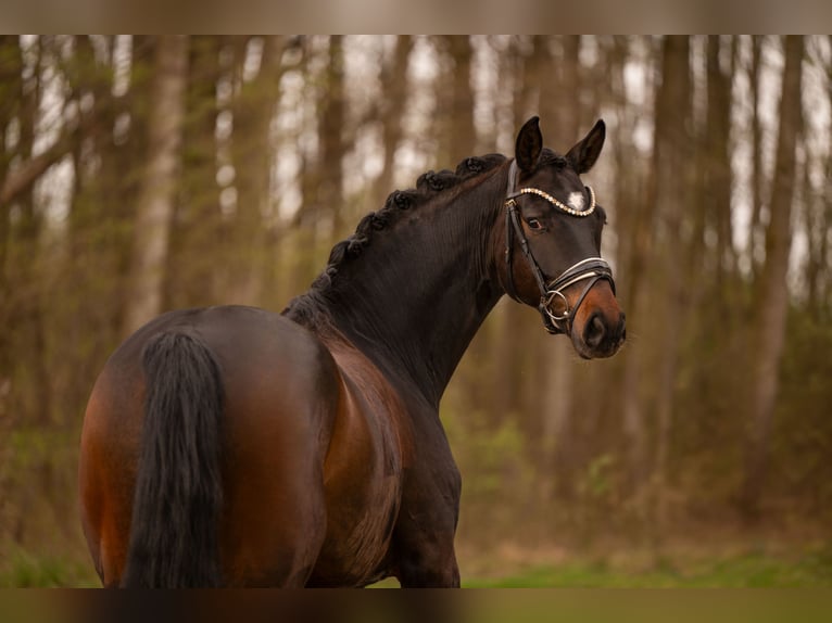 Hannover Castrone 5 Anni 170 cm Baio scuro in Wehringen