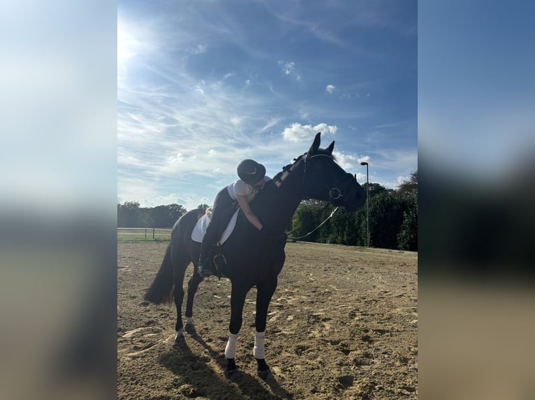 Hannover Castrone 5 Anni 170 cm Baio scuro in Kevelaer