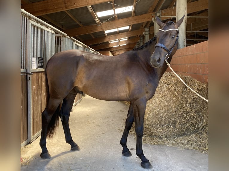 Hannover Castrone 5 Anni 170 cm Baio scuro in Marlow
