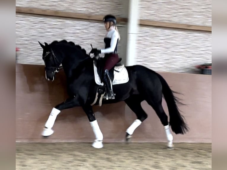 Hannover Castrone 5 Anni 170 cm Morello in Wehringen