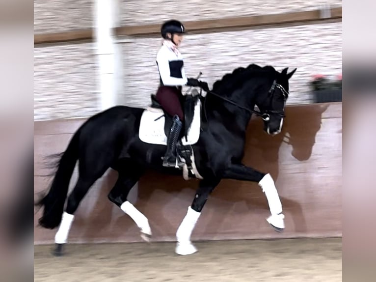 Hannover Castrone 5 Anni 170 cm Morello in Wehringen