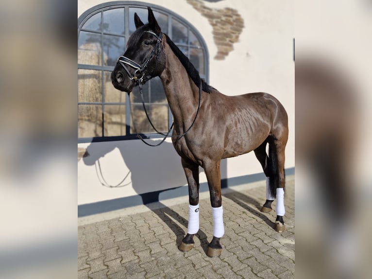 Hannover Castrone 5 Anni 170 cm Morello in Hagen