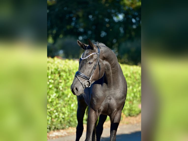 Hannover Castrone 5 Anni 170 cm Morello in Vechta