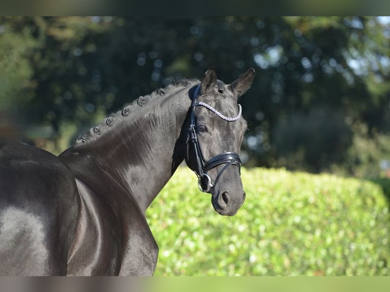 Hannover Castrone 5 Anni 170 cm Morello in Vechta