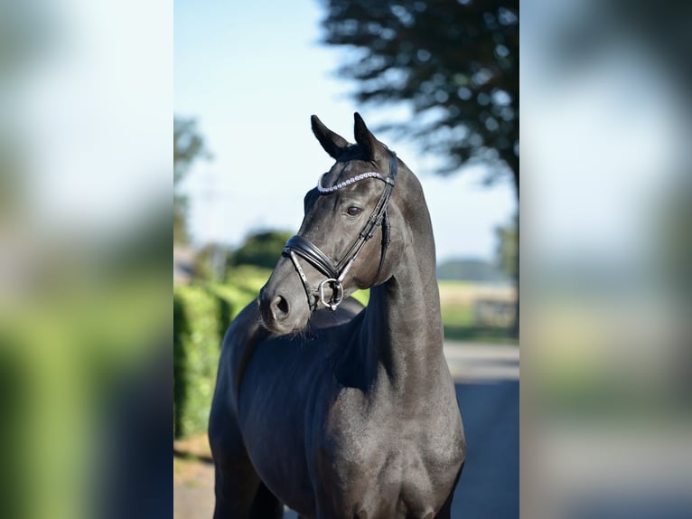 Hannover Castrone 5 Anni 170 cm Morello in Vechta
