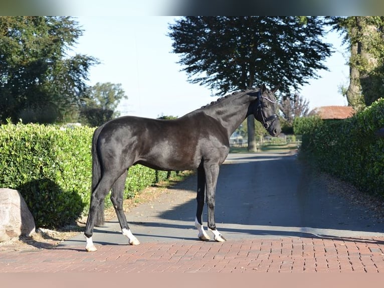Hannover Castrone 5 Anni 170 cm Morello in Vechta
