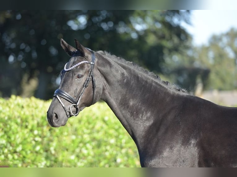 Hannover Castrone 5 Anni 170 cm Morello in Vechta