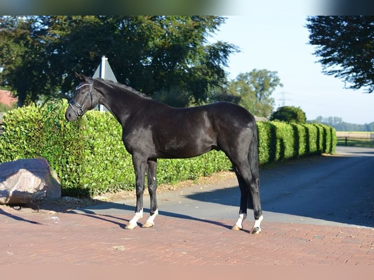 Hannover Castrone 5 Anni 170 cm Morello in Vechta