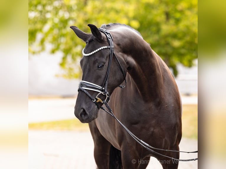 Hannover Castrone 5 Anni 170 cm Morello in Verden