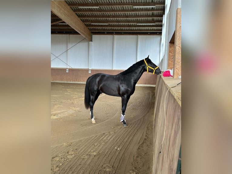 Hannover Castrone 5 Anni 170 cm Morello in Burgwedel