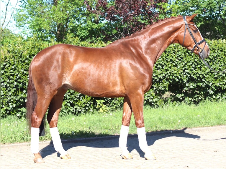Hannover Castrone 5 Anni 170 cm Sauro in Selsingen