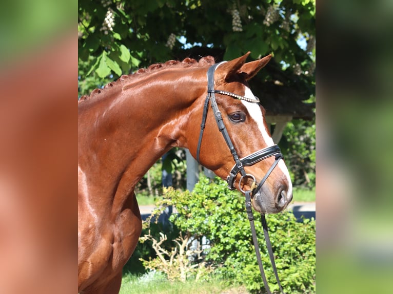 Hannover Castrone 5 Anni 170 cm Sauro in Selsingen