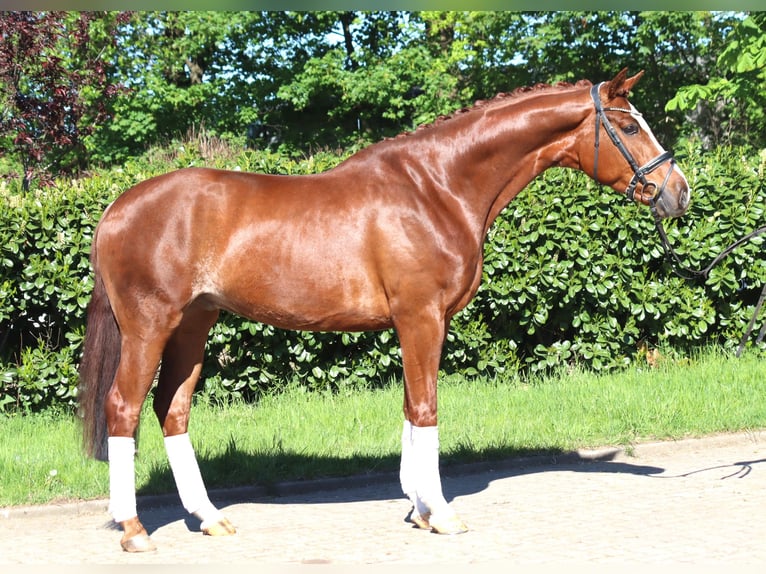 Hannover Castrone 5 Anni 170 cm Sauro in Selsingen