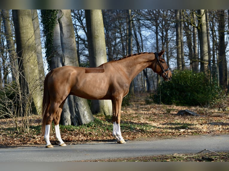 Hannover Castrone 5 Anni 170 cm Sauro in Dötlingen