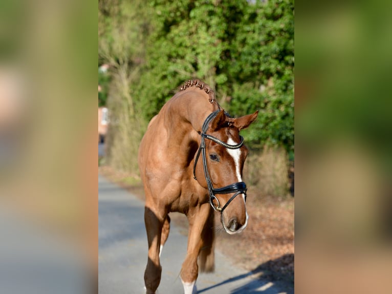 Hannover Castrone 5 Anni 170 cm Sauro in Dötlingen