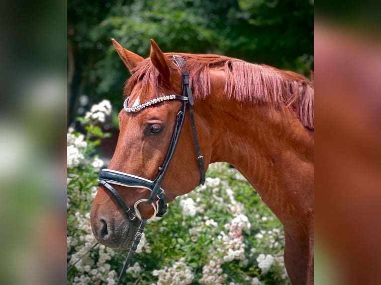 Hannover Castrone 5 Anni 170 cm Sauro in Niederkassel