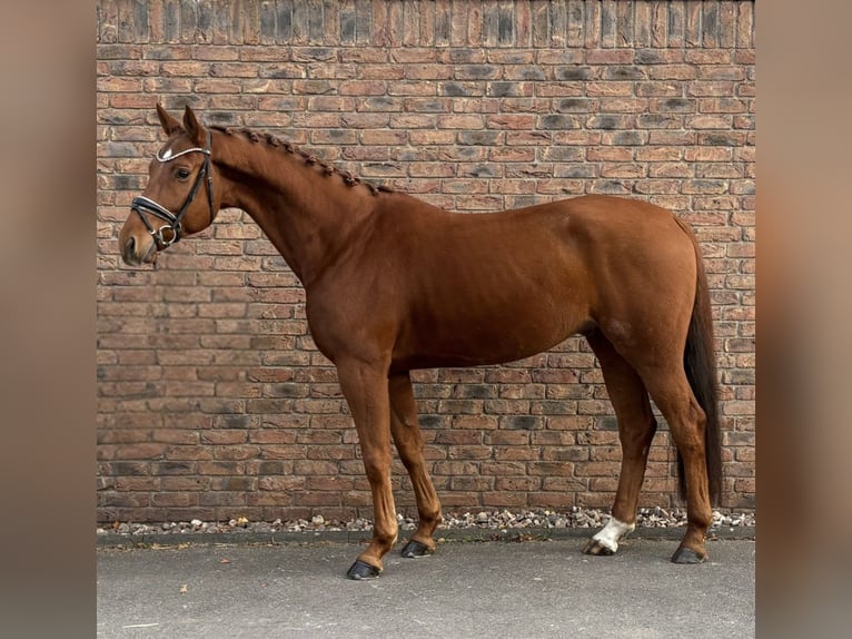Hannover Castrone 5 Anni 170 cm Sauro in Niederkassel