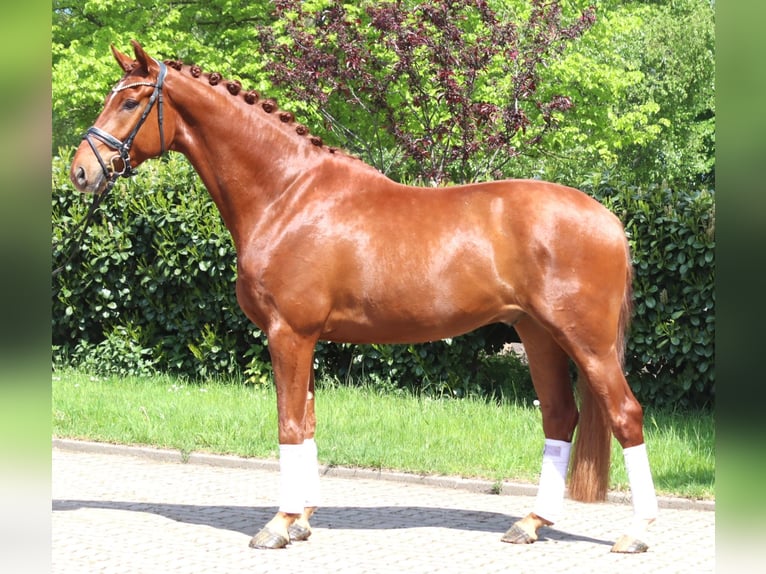 Hannover Castrone 5 Anni 170 cm Sauro in Selsingen