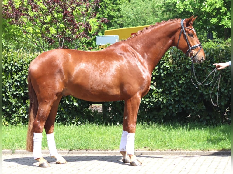 Hannover Castrone 5 Anni 170 cm Sauro in Selsingen