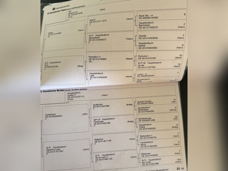 Hannover Castrone 5 Anni 170 cm Sauro in Tiddische