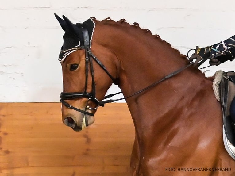 Hannover Castrone 5 Anni 170 cm Sauro in Verden