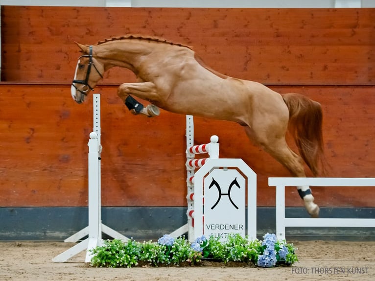 Hannover Castrone 5 Anni 170 cm Sauro in Verden