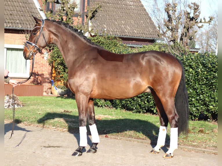 Hannover Castrone 5 Anni 171 cm Baio in Selsingen