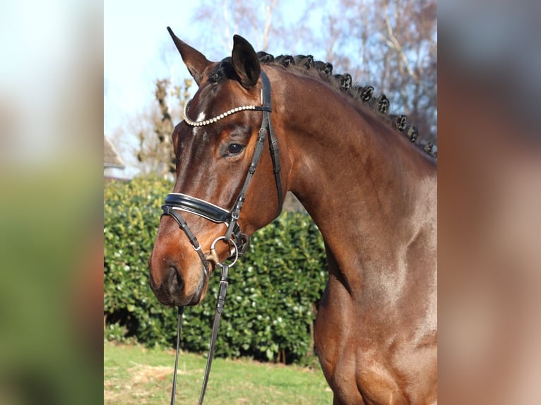 Hannover Castrone 5 Anni 171 cm Baio in Selsingen