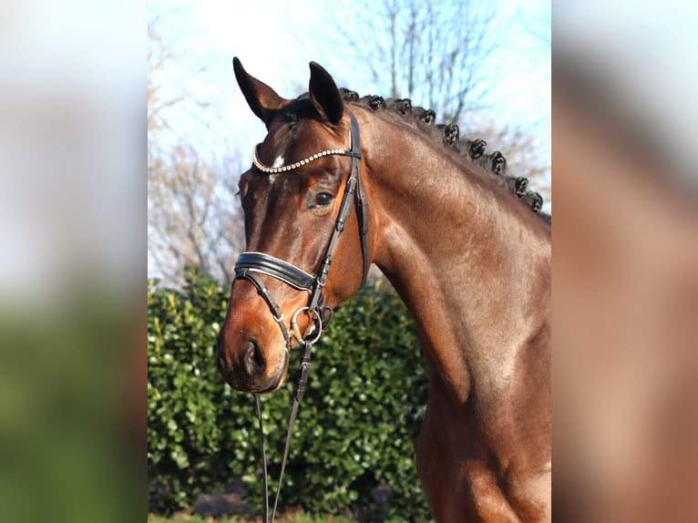 Hannover Castrone 5 Anni 171 cm Baio in Selsingen