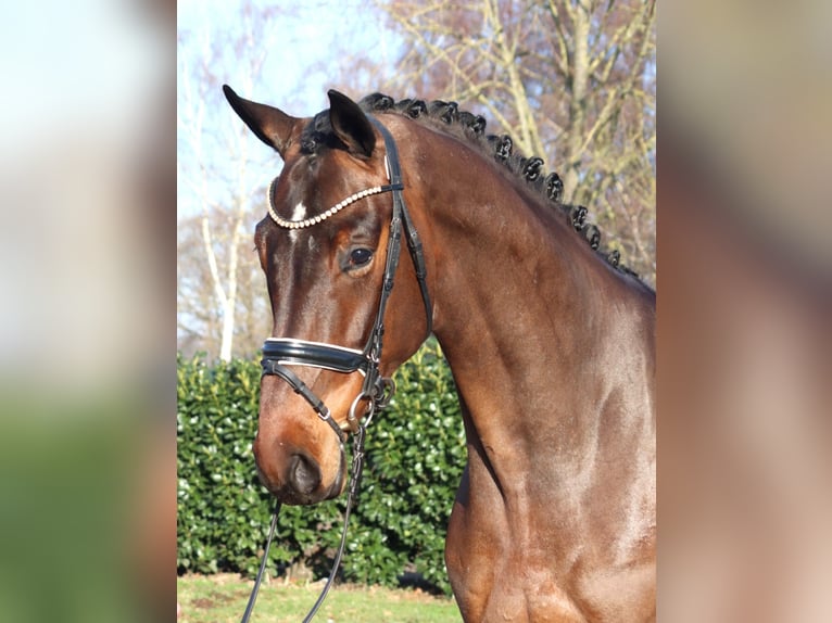 Hannover Castrone 5 Anni 171 cm Baio in Selsingen