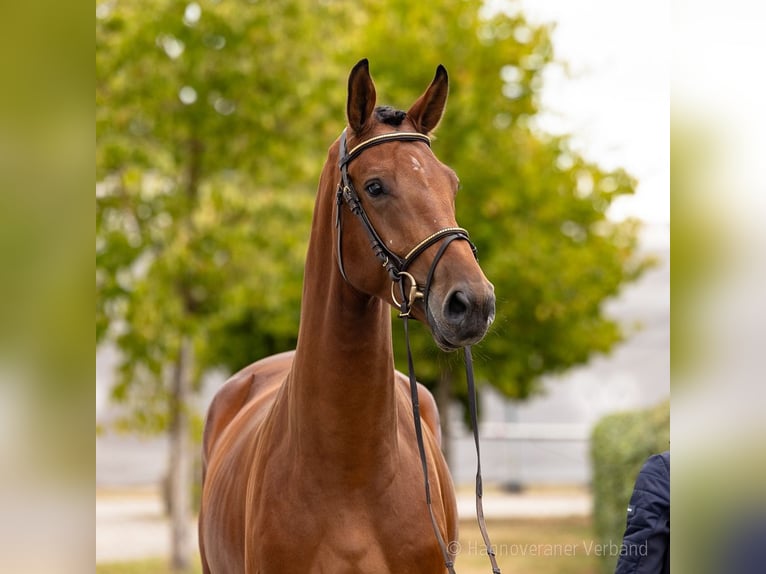 Hannover Castrone 5 Anni 171 cm Baio in Verden