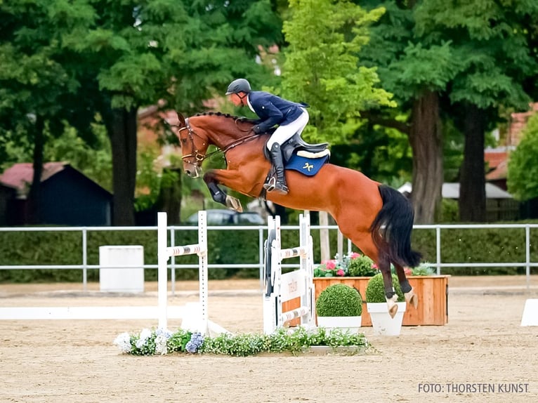 Hannover Castrone 5 Anni 171 cm Baio in Verden