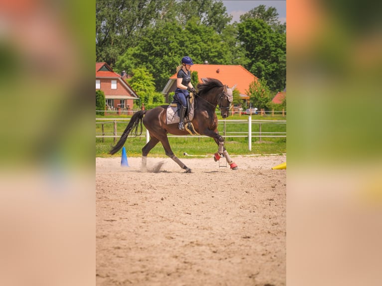 Hannover Castrone 5 Anni 171 cm Morello in Westerstede