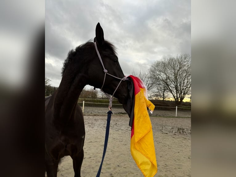 Hannover Castrone 5 Anni 171 cm Morello in Westerstede