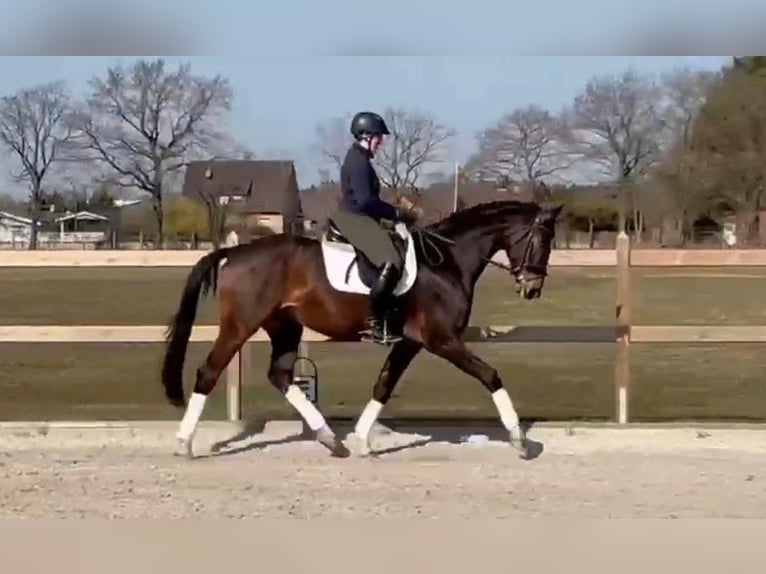 Hannover Castrone 5 Anni 172 cm Baio in Burgwedel