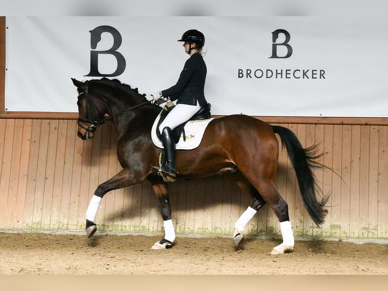 Hannover Castrone 5 Anni 172 cm Baio in Riedstadt