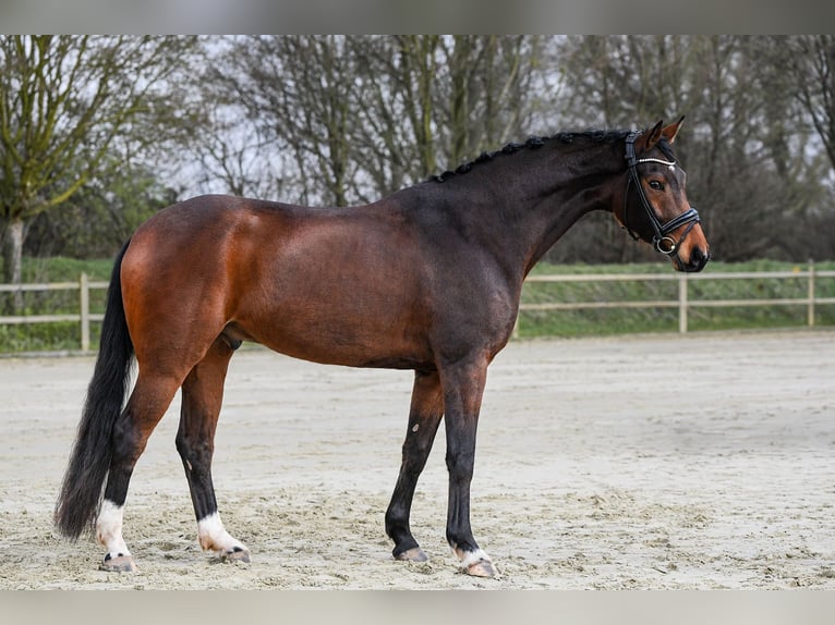 Hannover Castrone 5 Anni 172 cm Baio in Riedstadt