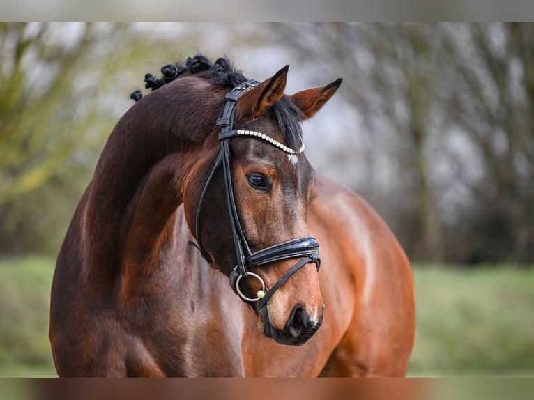 Hannover Castrone 5 Anni 172 cm Baio in Riedstadt